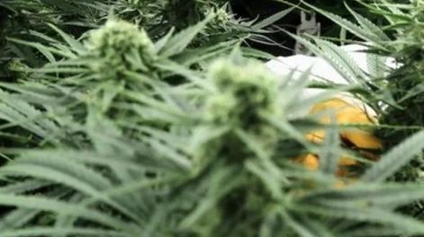 Gobierno alemán aprueba plan para legalizar el consumo recreativo de cannabis