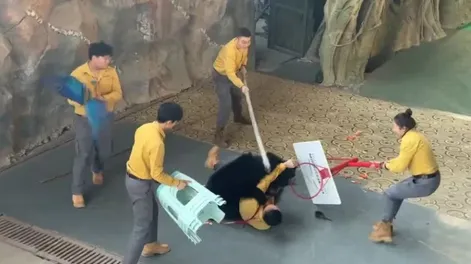 Un oso atacó a su cuidador, en China.-