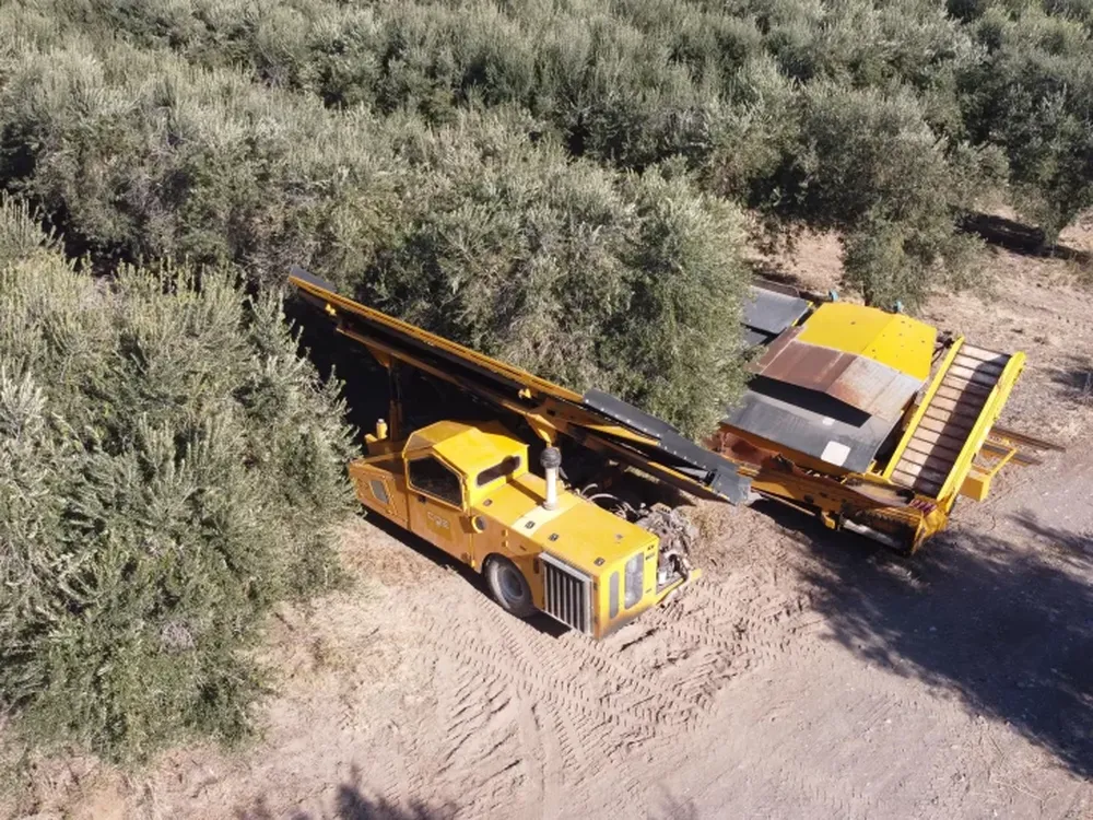 San Juan exporta el 32 % del aceite de oliva de la Argentina