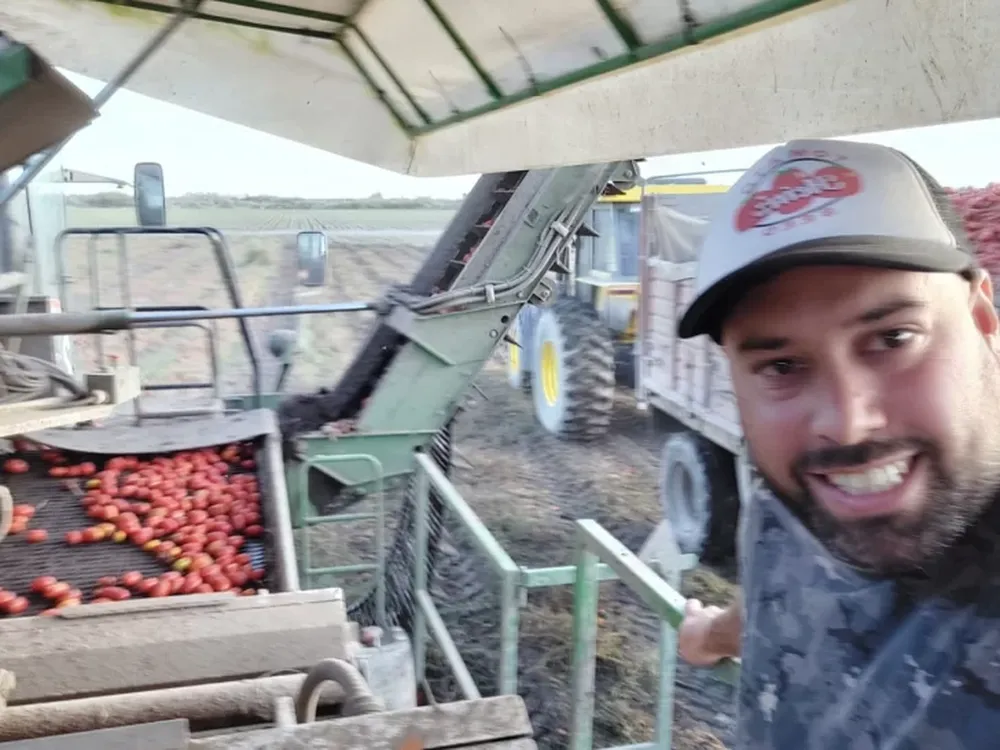 Tomates tardíos para industria también sufrieron por el clima