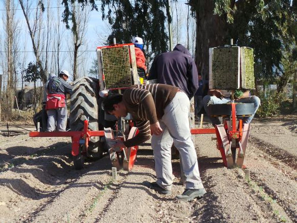 Se realizará este mes en Mendoza el Congreso Argentino de Horticultura