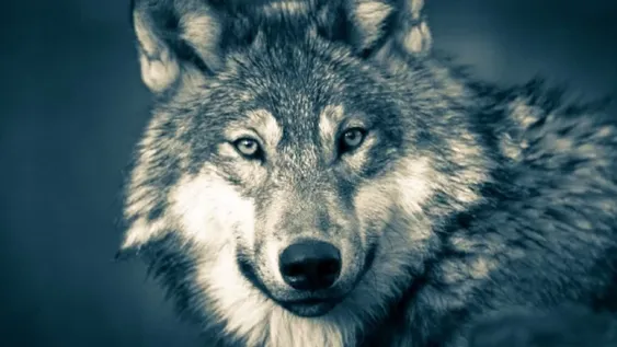 Luego de 100 años, lograron divisar un lobo gris en el Norte de Francia
