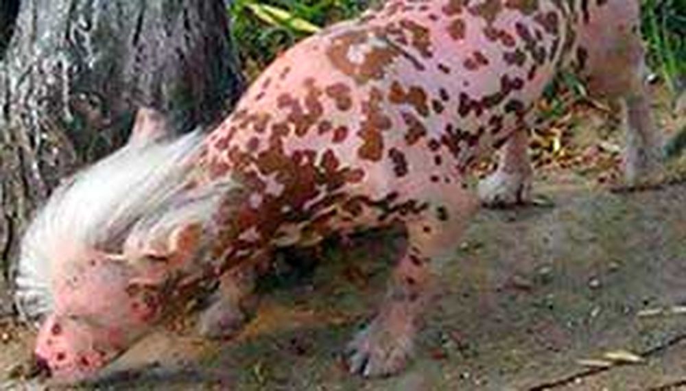 ¿Perro o Chancho?