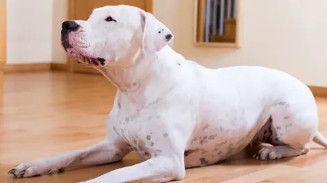 Tragedia en Santa Teresita: una mujer murió tras ser atacada por su propio perro