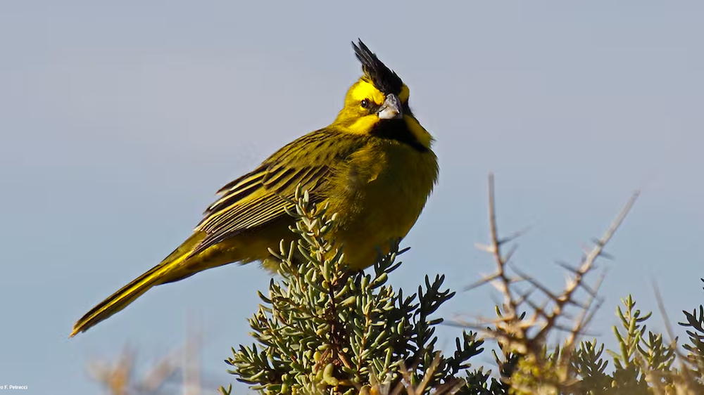 Cardenal amarillo.&nbsp;Foto: Argentina.gob.ar.