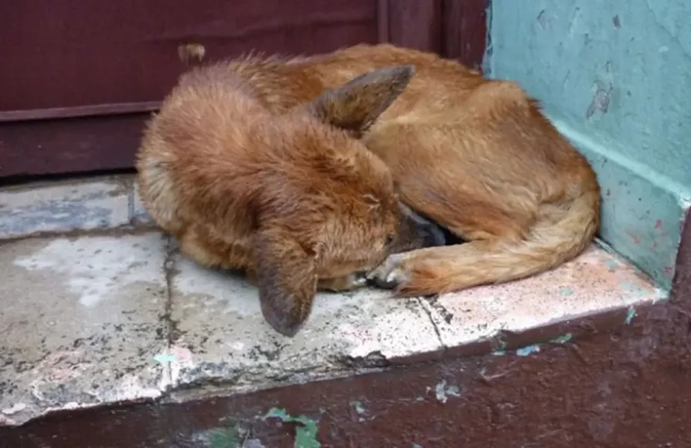 Tres perros impidieron que un motociclista muriera congelado tras accidentarse