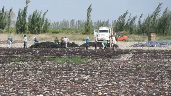 Ya ofrecen por la uva para pasas un 41% más que lo que costó en 2019