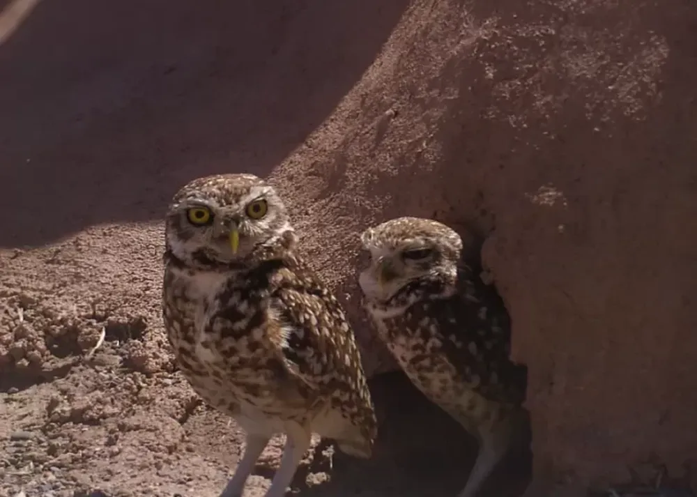 Biólogos de San Juan se suman a una obra artística para investigar el comportamiento animal