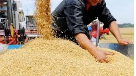 Soja: cae la importación de China