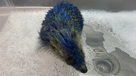La sustancia le pegó las púas, le impidió enrollarse y le causó problemas respiratorios. A pesar de la atención veterinaria, el animal murió. Foto: Facebook/Prickly Pigs Hedgehog Rescue.