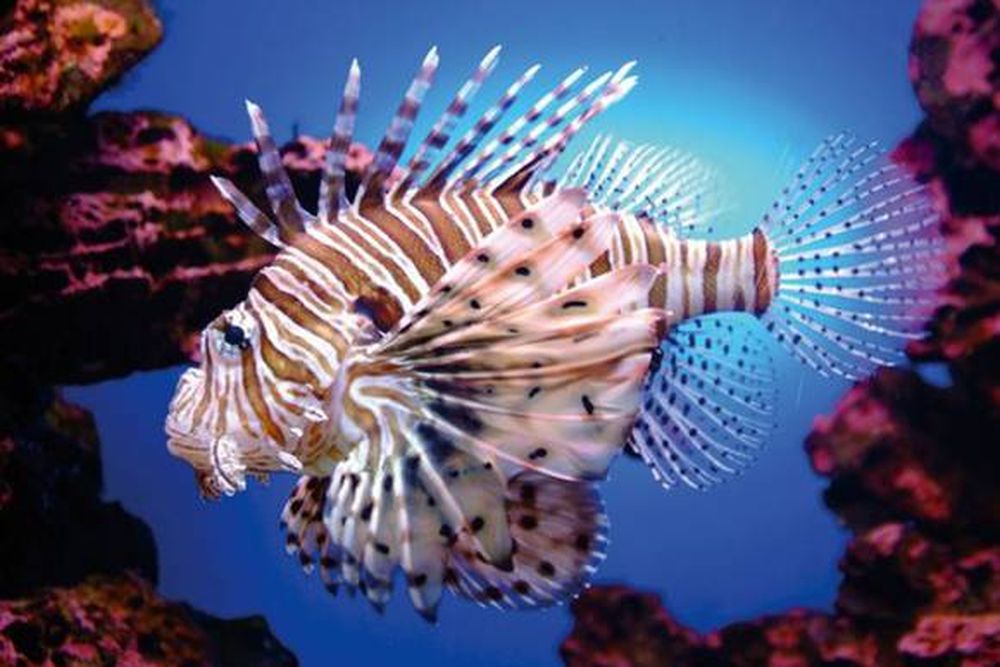 El depredador de los mares