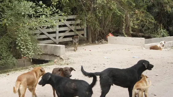 Cara y ceca con los perros en mal estado