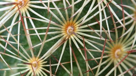 Las pencas del jardín