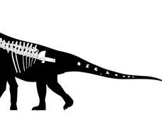 Bicharracosaurus.- Bicharracosaurus.-