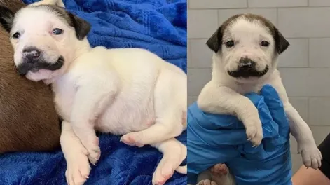 La perrita que es furor en las redes por su “bigote”