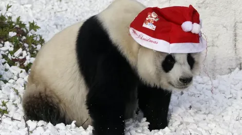 Postales navideñas del mundo