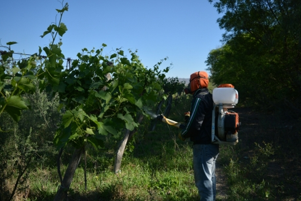 Con fondos propios, el gobierno de San Juan lanza campaña contra la polilla de la vid