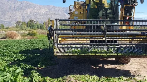 Cosechan acelga para industria en tierras de nuestra provincia