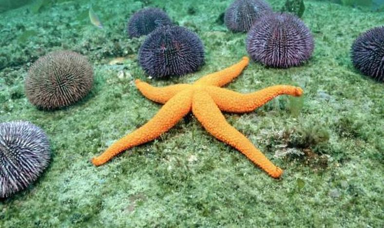 El erizo de mar, un aliado  contra el cambio climático