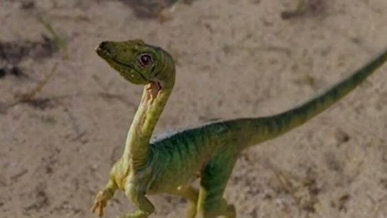 [VIDEO] Cree haber filmado un dinosaurio bebé corriendo en el jardín de su casa