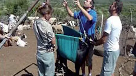 Desarrollan clúster caprino entre San Luis, San Juan y Mendoza