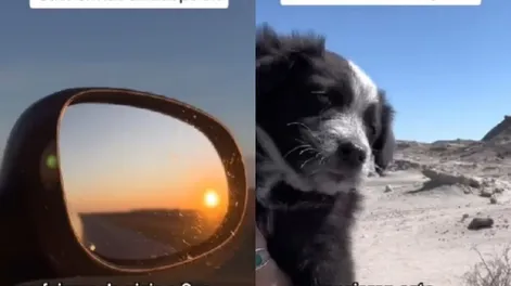La conmovedora historia de 3 perritas rescatadas por turistas que visitaron San Juan