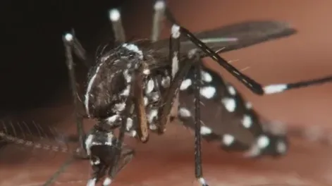 Dengue en Argentina: se reportaron 36 mil contagios y 36 muertos en la última semana