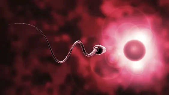 Descubren que los espermatozoides no se mueven como se creyó por siglos