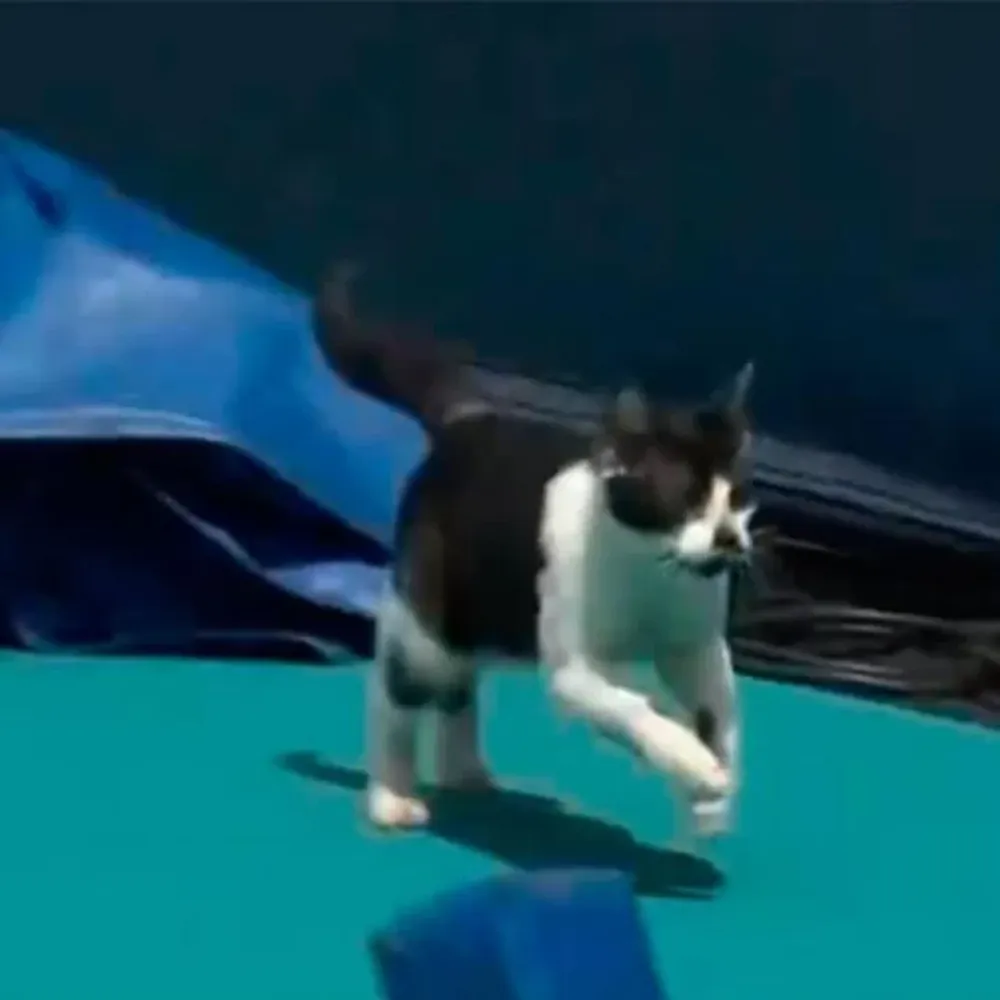 Un gato interrumpió un partido de tenis y se robó el show