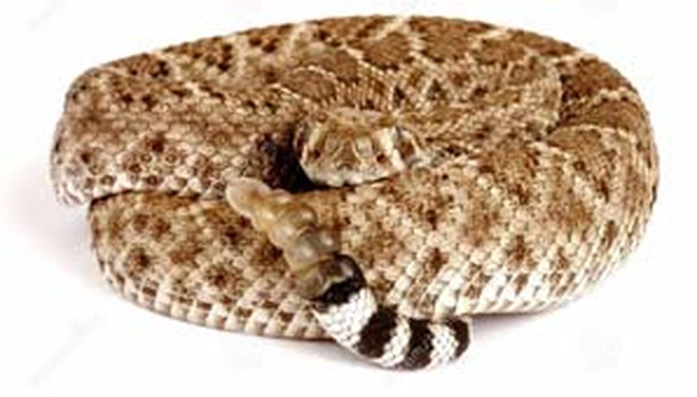 Video: qué hay en el interior de una serpiente de cascabel