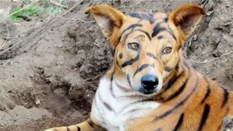 Pintó a su perro como un tigre para asustar a otros animales