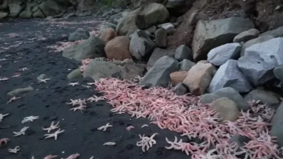 Detectaron una masiva invasión de estrellas de mar en playas de Chile