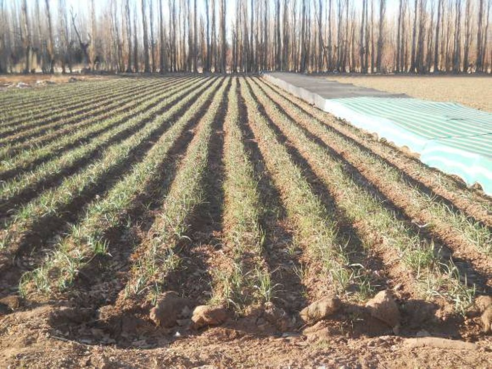 Mejorarían los precios del ajo por daños climáticos en China