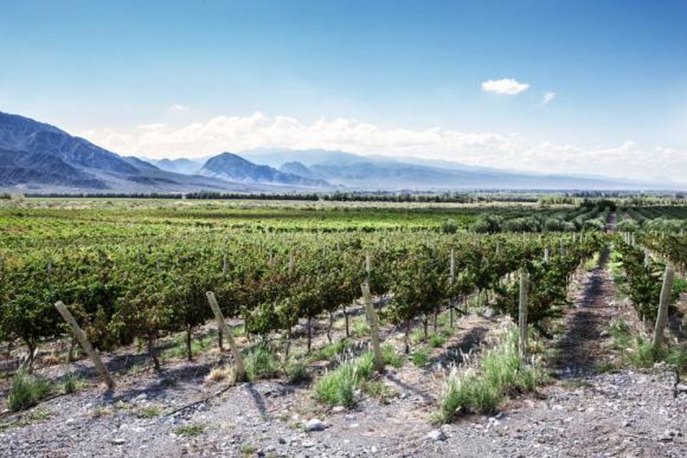 Las uvas del Valle de Zonda son primicias de vendimia en el país