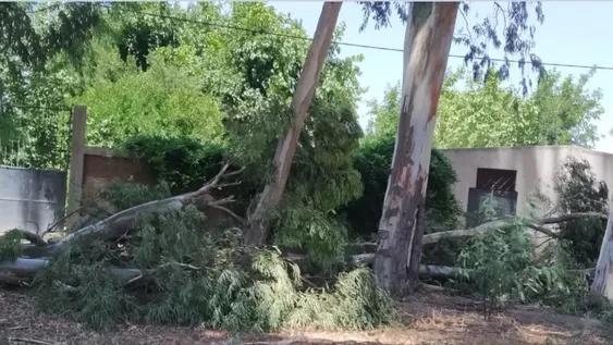 Una familia se salvó al caer una rama gigante: “Fue el viento de Dios o un milagro de la Virgen”