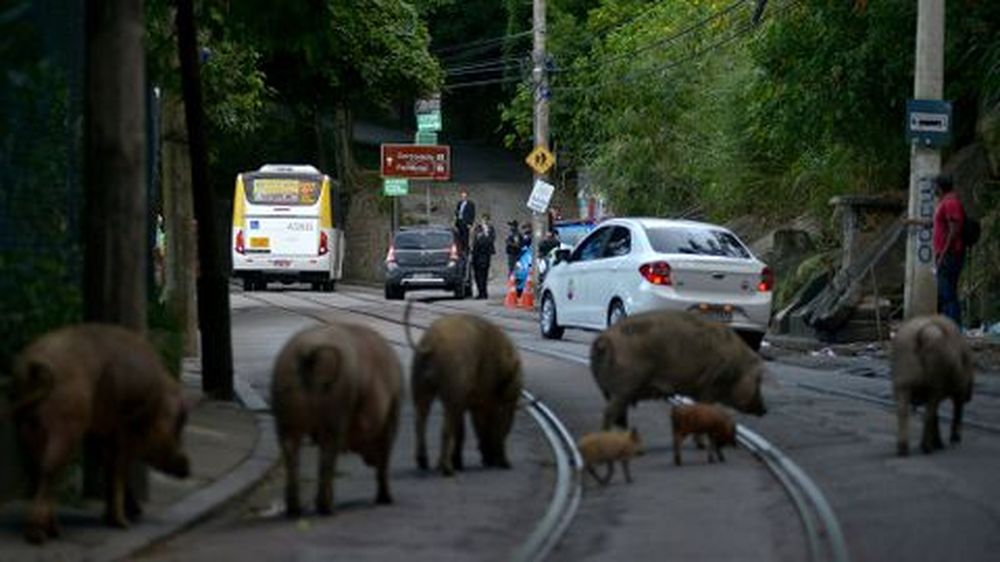 Brasil: nueva gripe porcina con potencial de convertirse en pandemia genera alarma