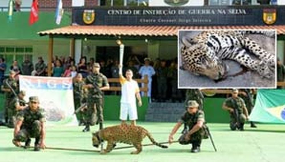 Fotografiaron a un jaguar con la antorcha olímpica y lo mataron