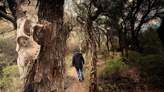 parque aventura cauquenes, desde adentro: las maravillas de la cienaga y un proyecto ambicioso que ya vio la luz