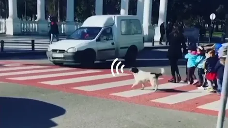 [VIDEO] Un perro callejero ayudó a un grupo de niños a pasar por un cruce peatonal
