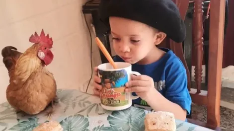 Un nene de 4 años adoptó a un gallo como mascota y desafían al mundo con su amistad