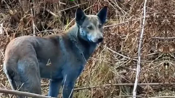 Perros azules. La revelación de la  organización que se encarga de la atención de los perros que quedaron dentro del área de exclusión, más contaminada.