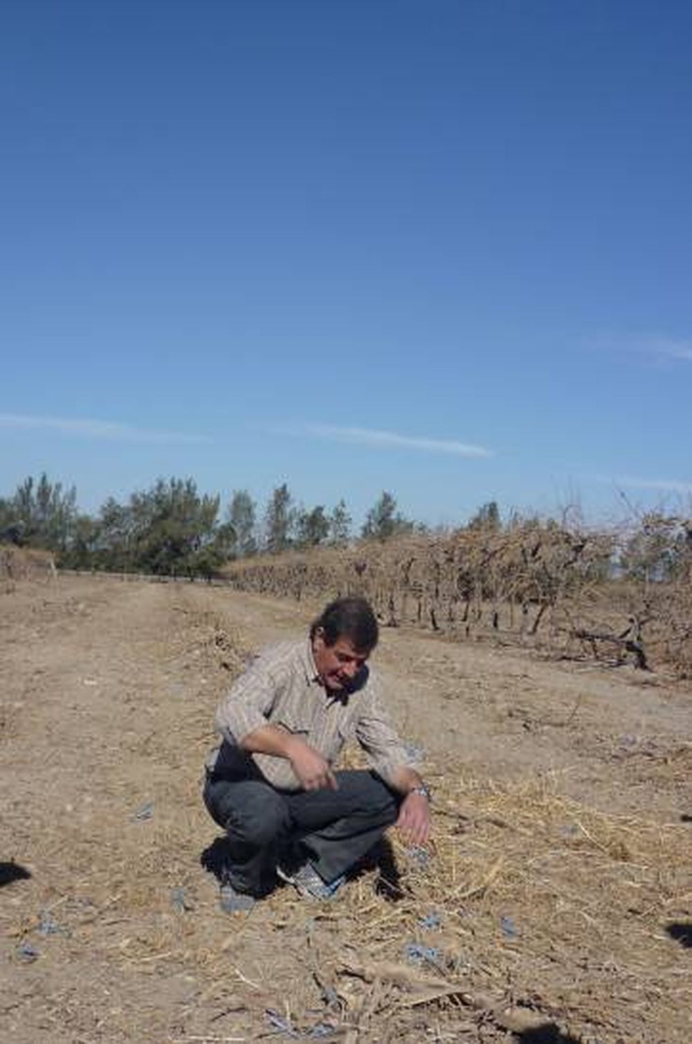 Muestran el trabajo de una trituradora de cepas de vid