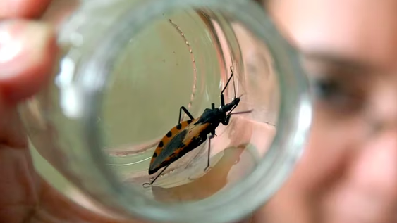 Día Mundial del Chagas: menos del 10% de las personas infectadas han sido diagnosticadas