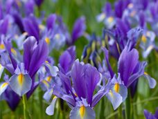 iris: la flor de la primavera que llena de color el jardin y casi no pide cuidados iris: la flor de la primavera que llena de color el jardin y casi no pide cuidados