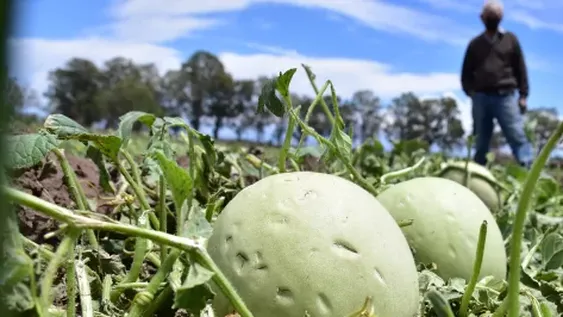 El granizo afectó vid y hasta 90% de chacras en departamentos del Este