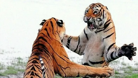 El video de una brutal pelea de dos tigres de bengala frente a un grupo de turistas