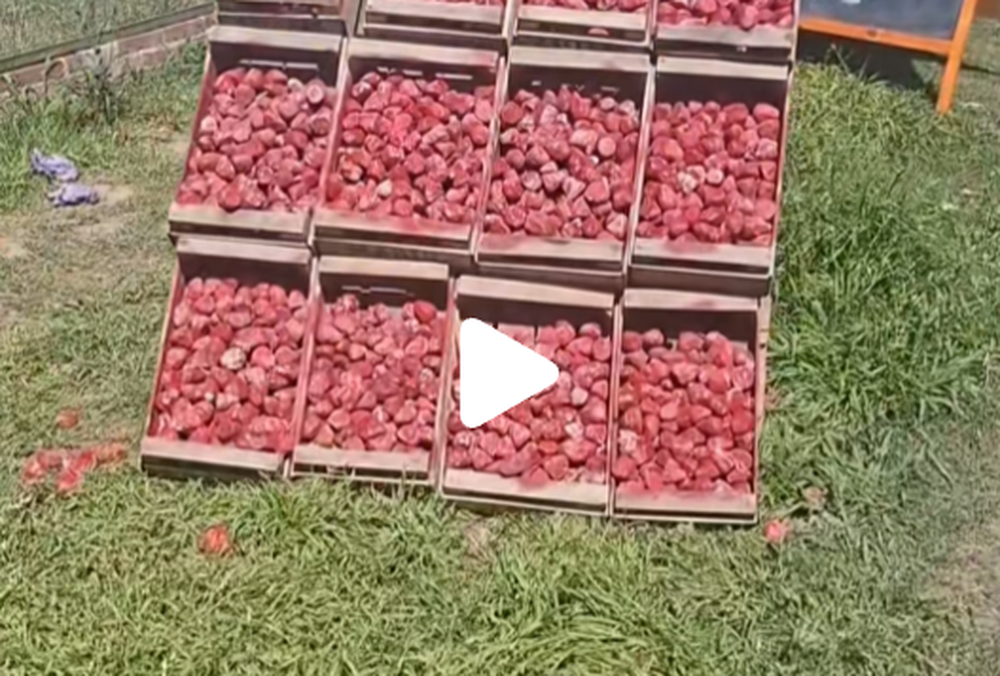 Un truco viral: venden frutillas en la Ruta 11, pero en el puesto muestran réplicas de piedra pintada.