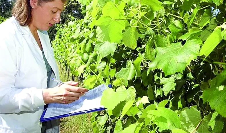 En Iglesia construyen la primera colección ampelográfica de vides