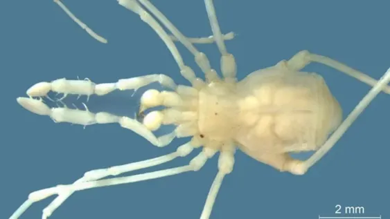 Hallan en Mendoza una especie de araña única en Sudamérica