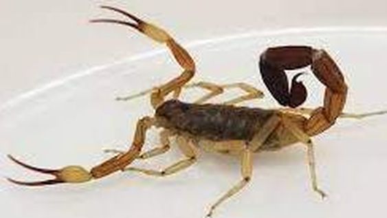 Murió un niño de cuatro años por la picadura de un alacrán